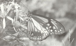 �ڿ��� ���Ҿ� ��� ��ſ�