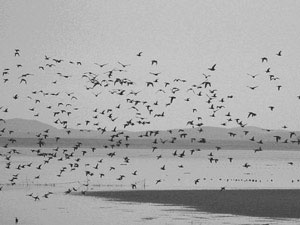 �ﺸ�Ϲ踦 �ٳ�ͼ�