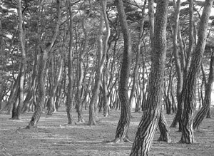 ������ �۸�