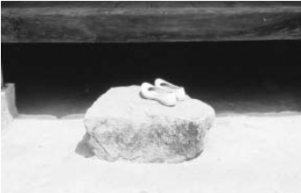 ����ο� ��