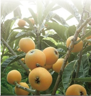 ���� ����