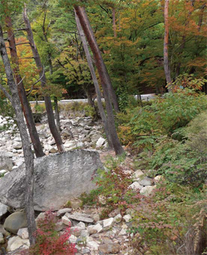 ���庸�������߱